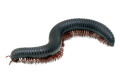 Mardonius parilis parilis Cameroon adult